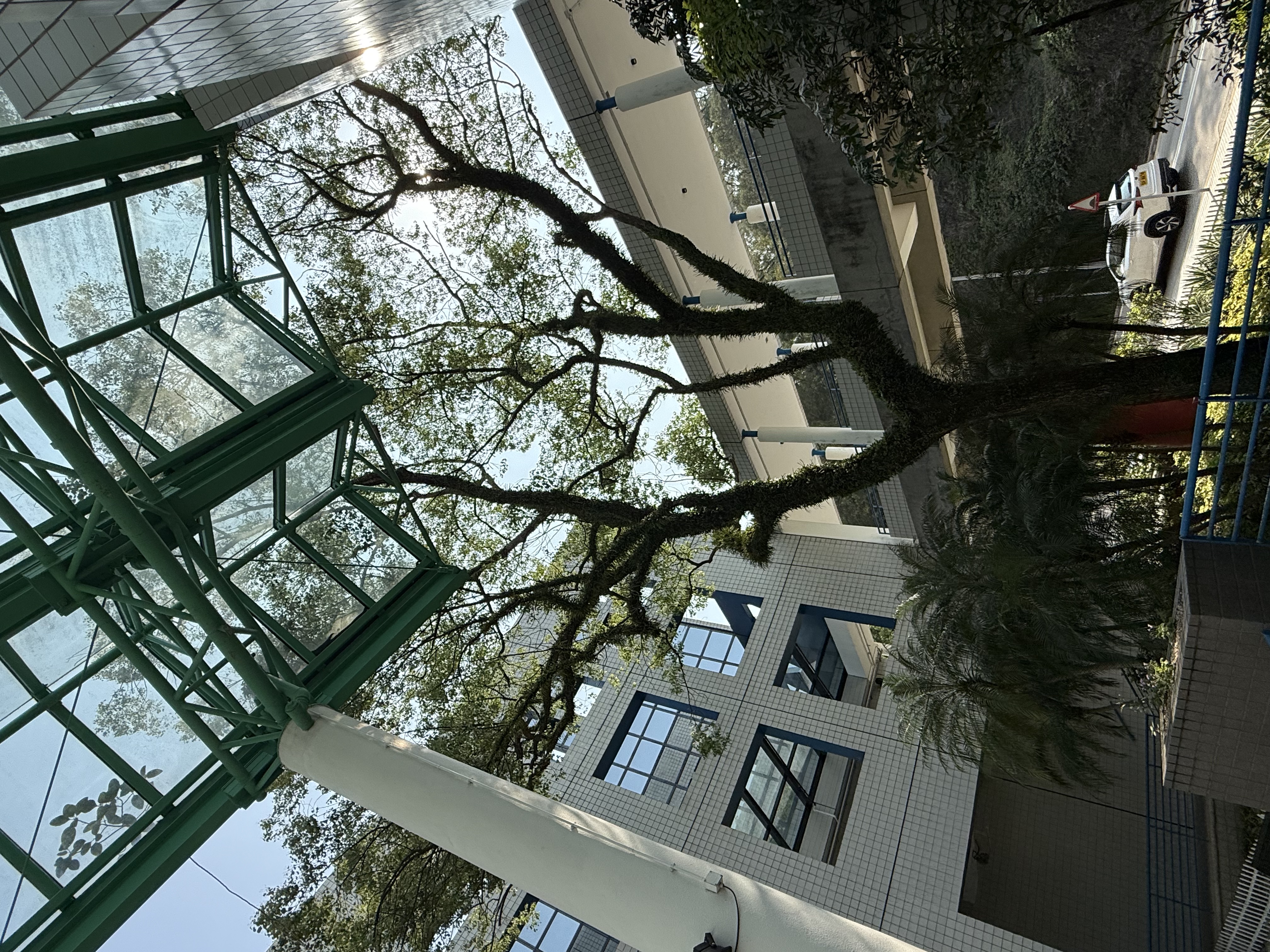 樟树